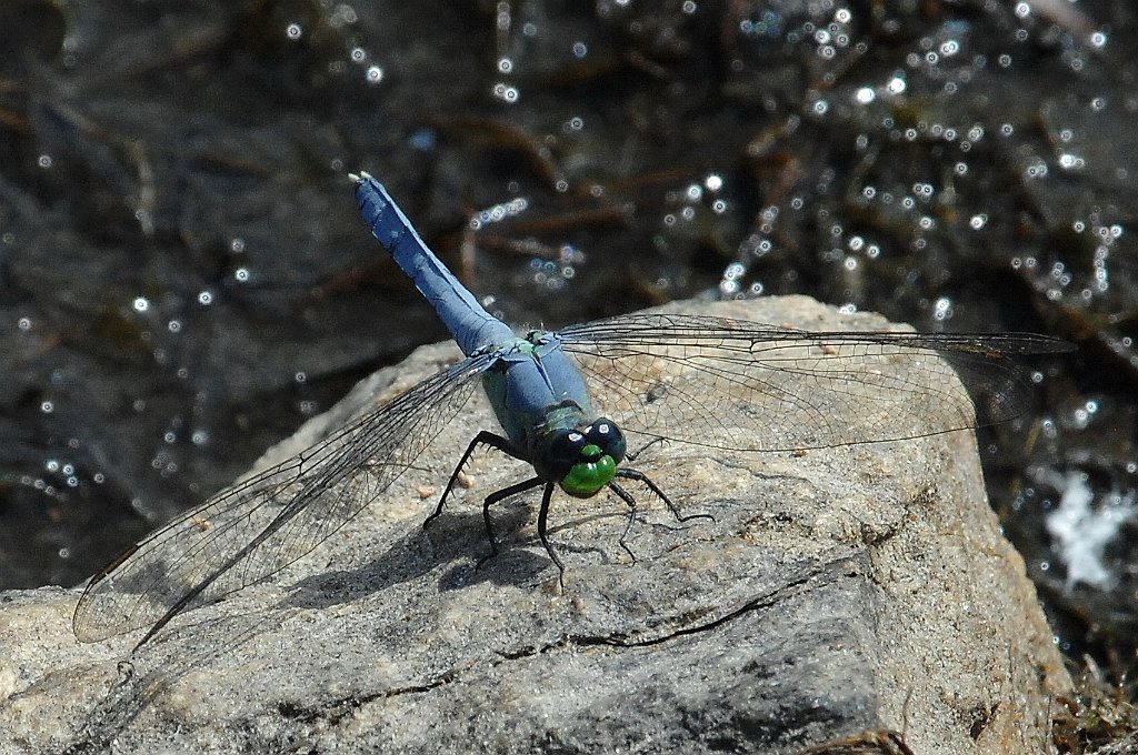 044 2012-07226609 Wachusett Meadow, MA.JPG - Eastern Pondhawk (Erythemis simplicicollis)(m). Dragonfly. Wachusett Meadow Wildlife Sanctuary, MA, 7-22-2012